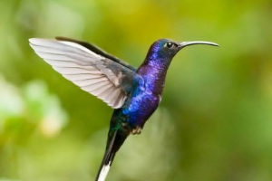 Kholibr. Najmniejsze ptaki planety